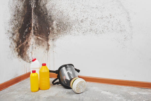 Best Office Mold Removal Services  in Lake Landor, VA