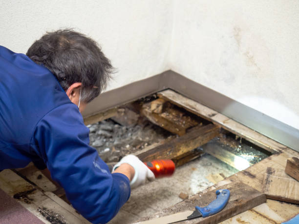 Mold Removal Process in Lake Landor, VA