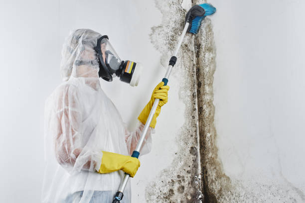 Best Black Mold Removal  in Lake Landor, VA