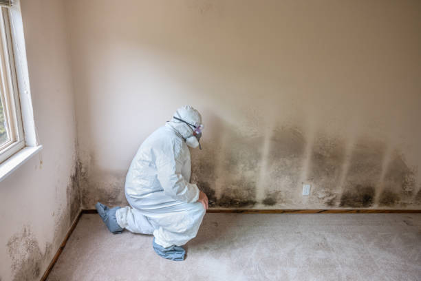 Best Mold Remediation  in Lake Landor, VA